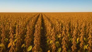 Campos de soja brasileira prontos para colheita, símbolo da liderança nas exportações à China