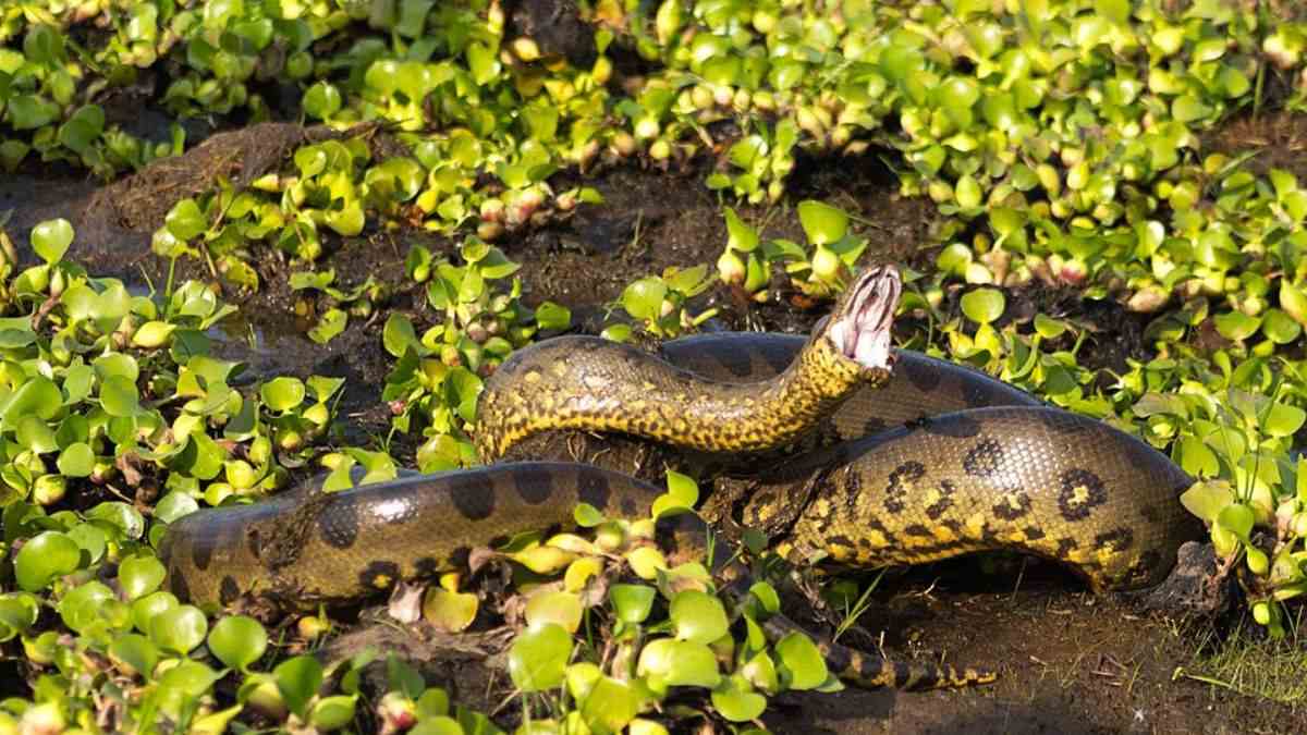 Sucuri em ambiente natural na Amazônia, ilustrando a descoberta da nova espécie Eunectes akayima