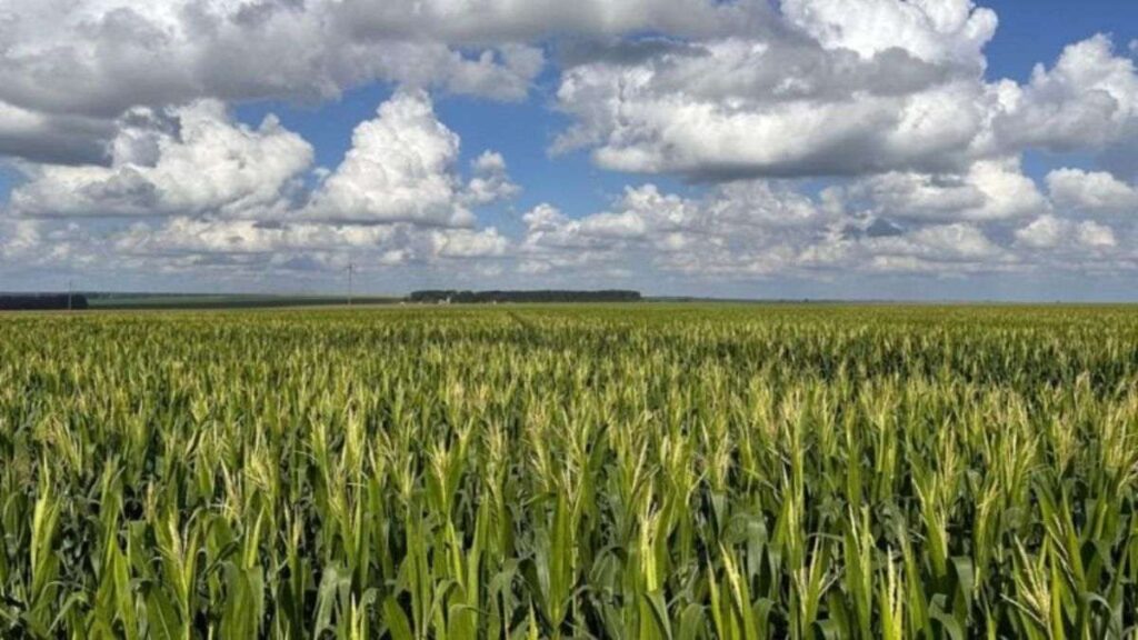 Campo de milho em Goiás cultivado com práticas de agricultura regenerativa, representando produtividade sustentável mesmo em períodos de estiagem.