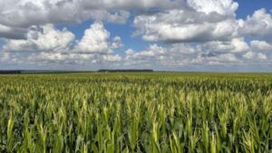 Campo de milho em Goiás cultivado com práticas de agricultura regenerativa, representando produtividade sustentável mesmo em períodos de estiagem.