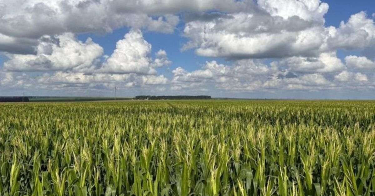 Campo de milho em Goiás cultivado com práticas de agricultura regenerativa, representando produtividade sustentável mesmo em períodos de estiagem.