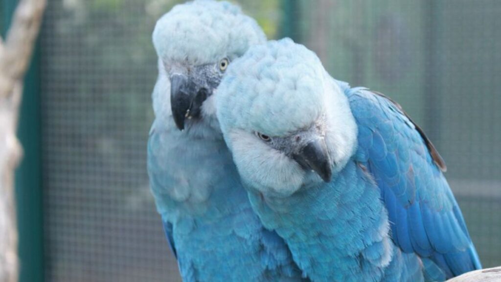 ararinha-azul enfrenta ameaça do circovírus na Caatinga