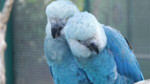 ararinha-azul enfrenta ameaça do circovírus na Caatinga