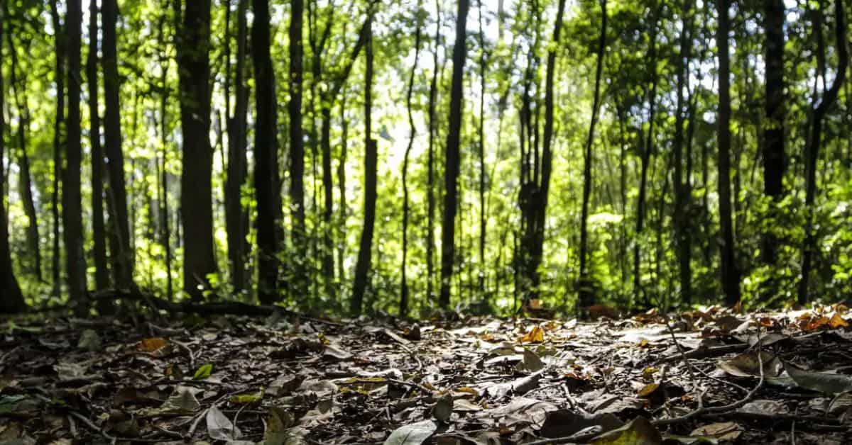 Floresta amazônica com luz do sol filtrada entre as árvores
