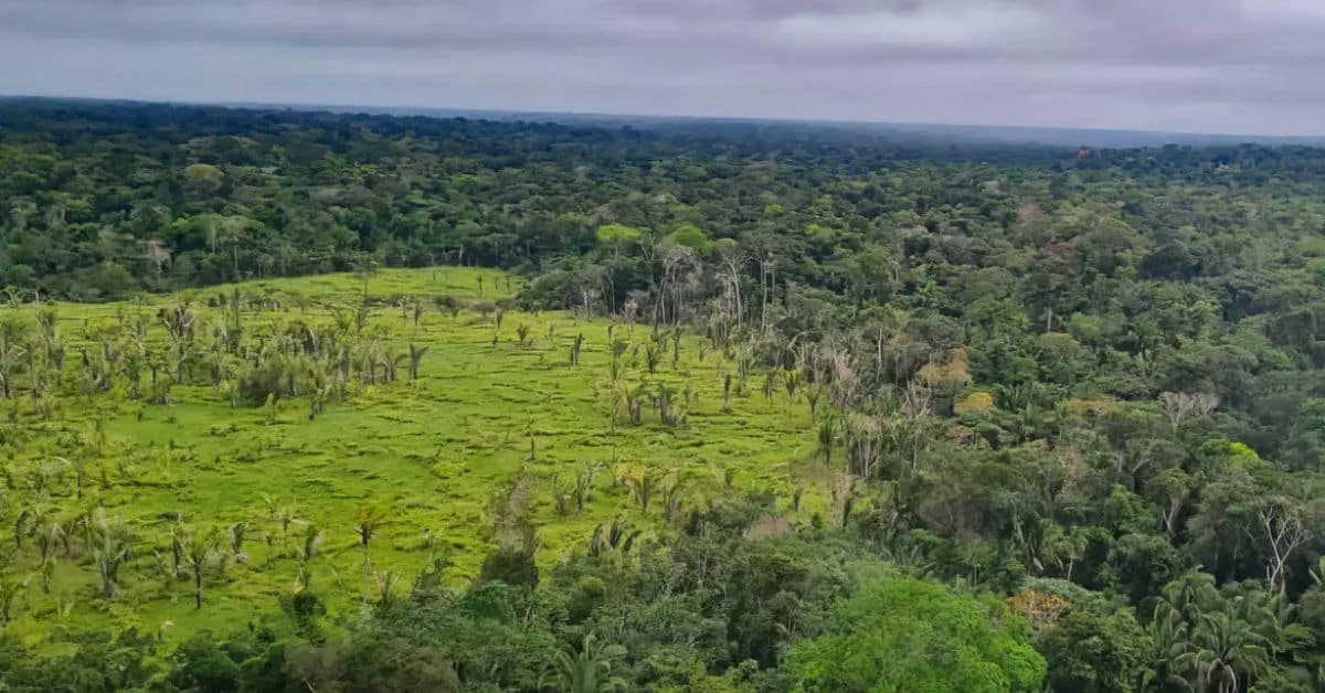 Vista aérea do Cerrado em processo de preservação ambiental