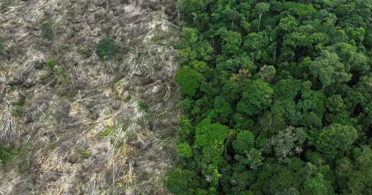 Restauração florestal em área tropical com novas mudas crescendo sob o sol