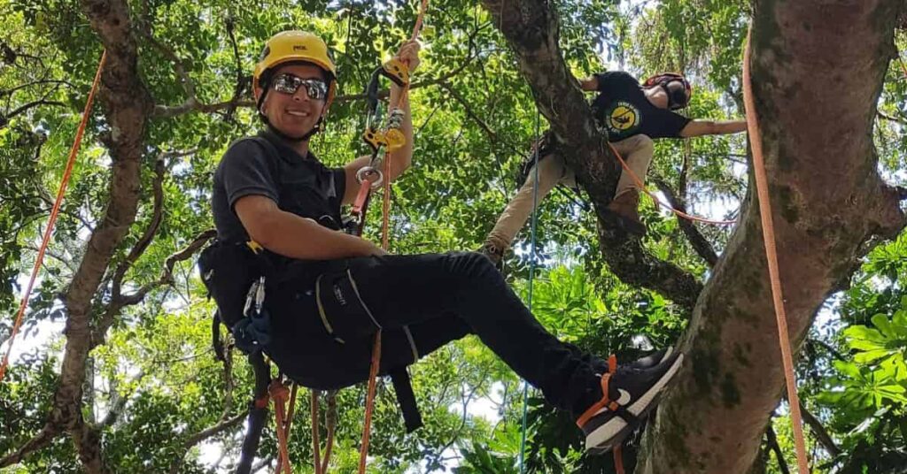 Profissionais realizam manejo de árvores urbanas com equipamentos de segurança e técnicas especializadas.