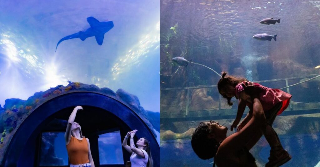 Visitantes apreciam tanques imersivos do Aquário Foz do Iguaçu com tubarões e peixes em exibição.