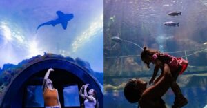 Visitantes apreciam tanques imersivos do Aquário Foz do Iguaçu com tubarões e peixes em exibição.