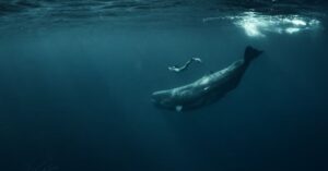linguagem das baleias registrada em encontro subaquático