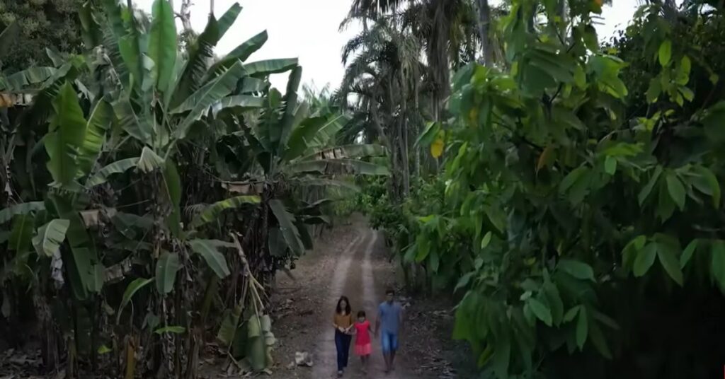 Colônia japonesa amazônia em área agroflorestal de Tomé-Açu, com família caminhando entre bananais e árvores nativas.