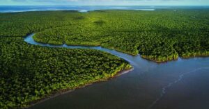 Vista aérea de manguezal brasileiro representando os ecossistemas costeiros