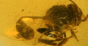 Nova espécie de vespa encontrada em âmbar espanhol