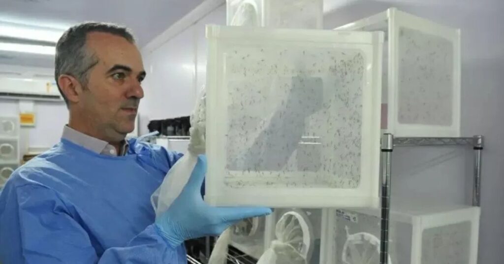 cientista brasileiro listado pela Nature em laboratório com mosquitos Wolbachia