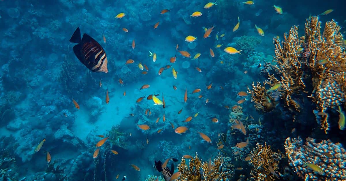 Tratado Global dos Oceanos protege a biodiversidade marinha