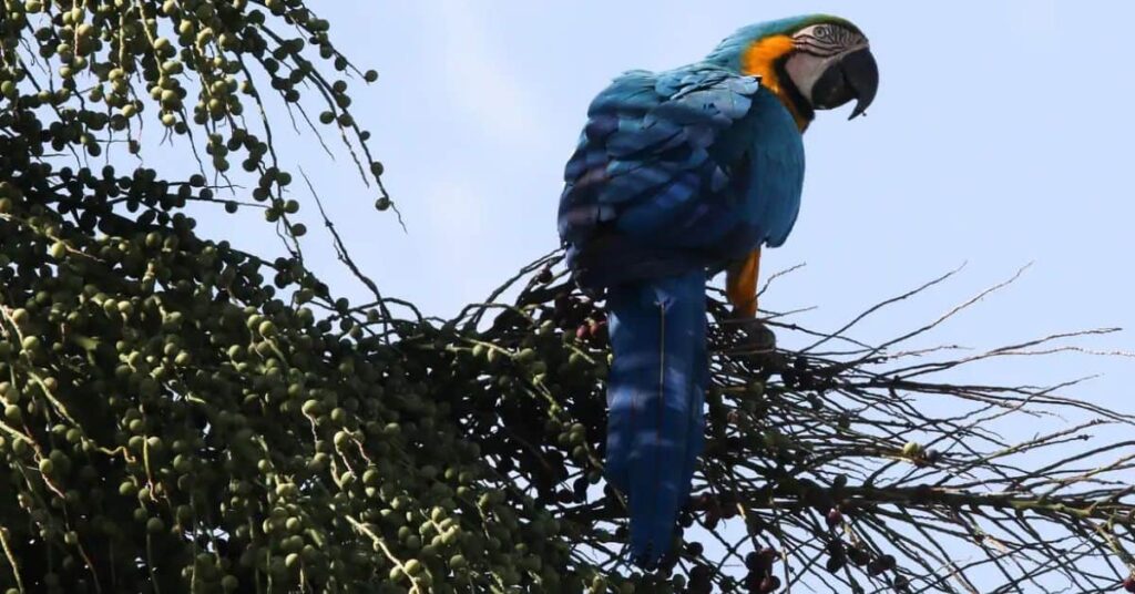 araras-canindés na Floresta da Tijuca em voo livre