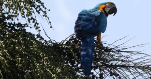 araras-canindés na Floresta da Tijuca em voo livre