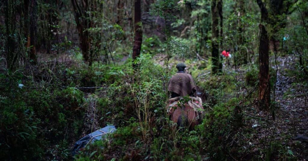 campanha para salvar a Patagônia protege florestas do Conserva Puchegüín no Chile