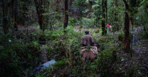 campanha para salvar a Patagônia protege florestas do Conserva Puchegüín no Chile