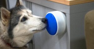 design inclusivo para animais aplicado a cães de serviço