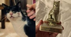 Gata do filme "O Agente Secreto" recebe prêmio Golden Beast em Nova York.