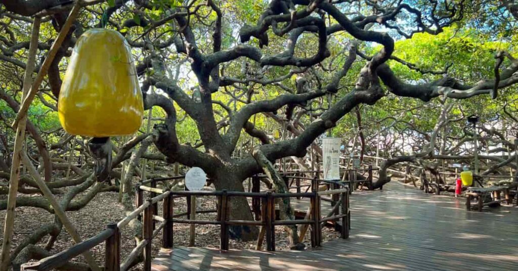 o maior cajueiro do mundo em área de conservação ambiental no RN