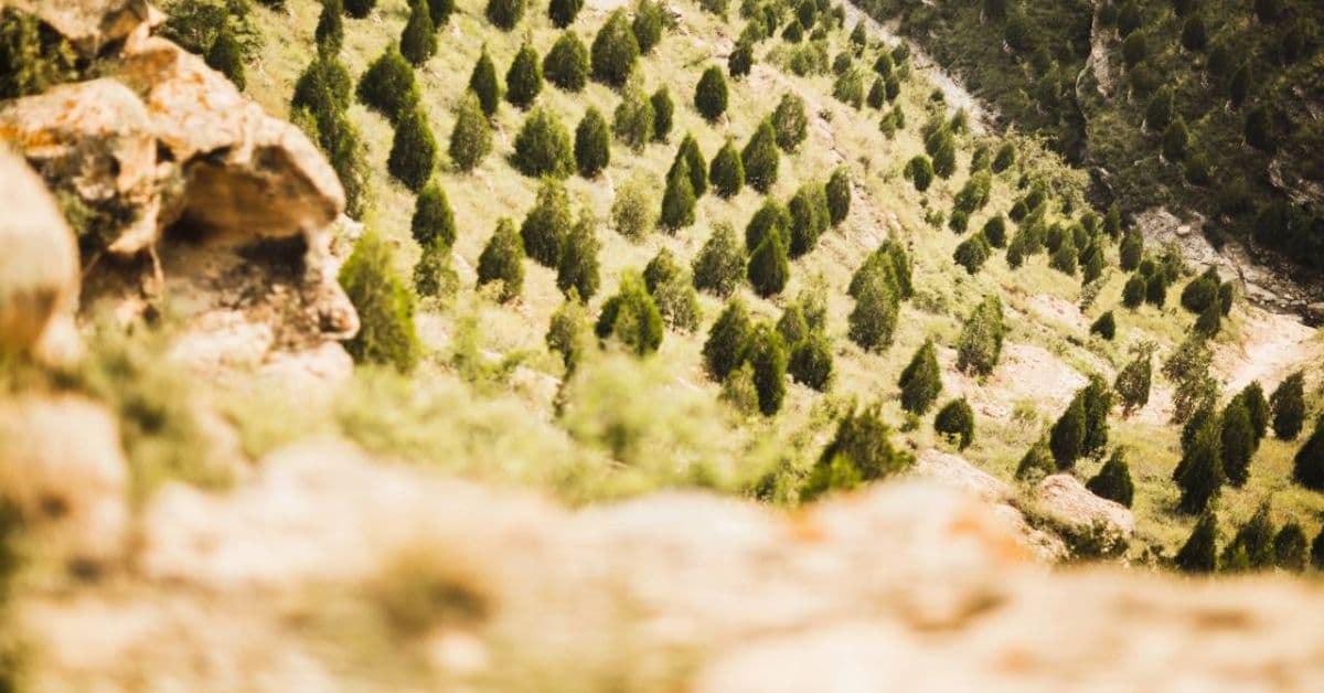 regeneração natural em florestas em área recuperada sem plantio de árvores