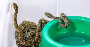 Veneno da jararaca estudado por cientistas brasileiros para entender o funcionamento das células