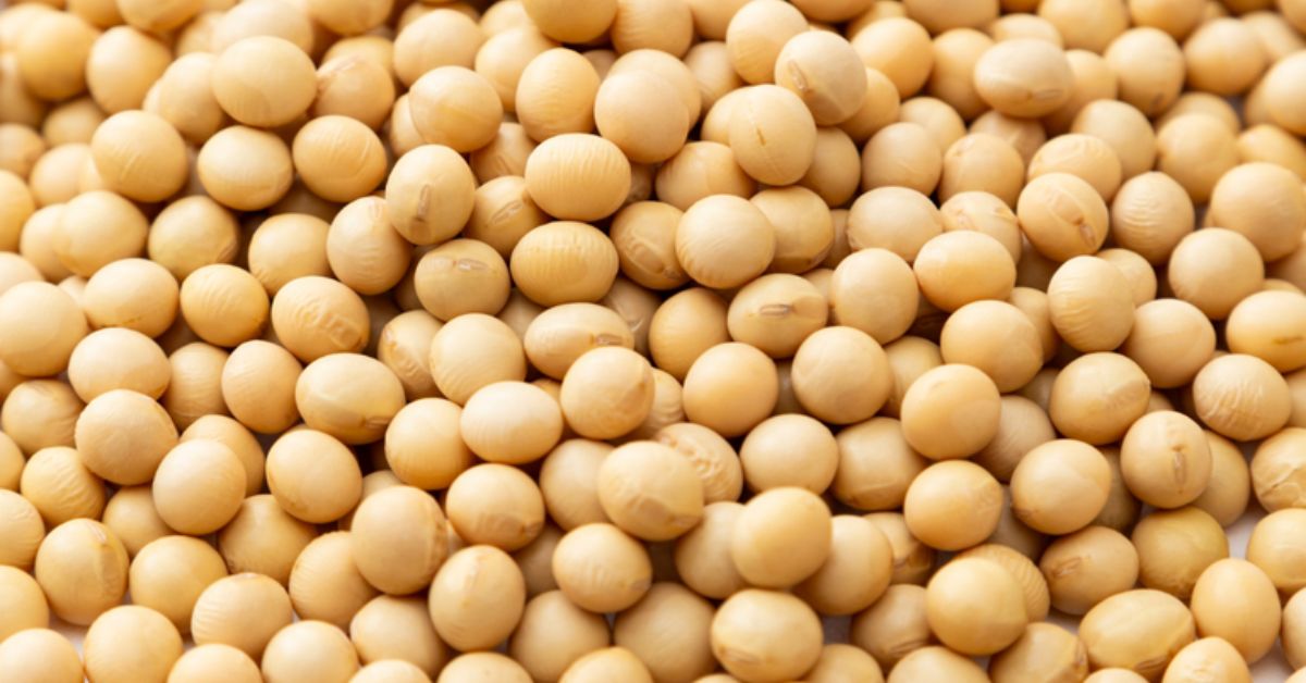 carne e soja brasileira com destaque para soja em grãos destinada à exportação