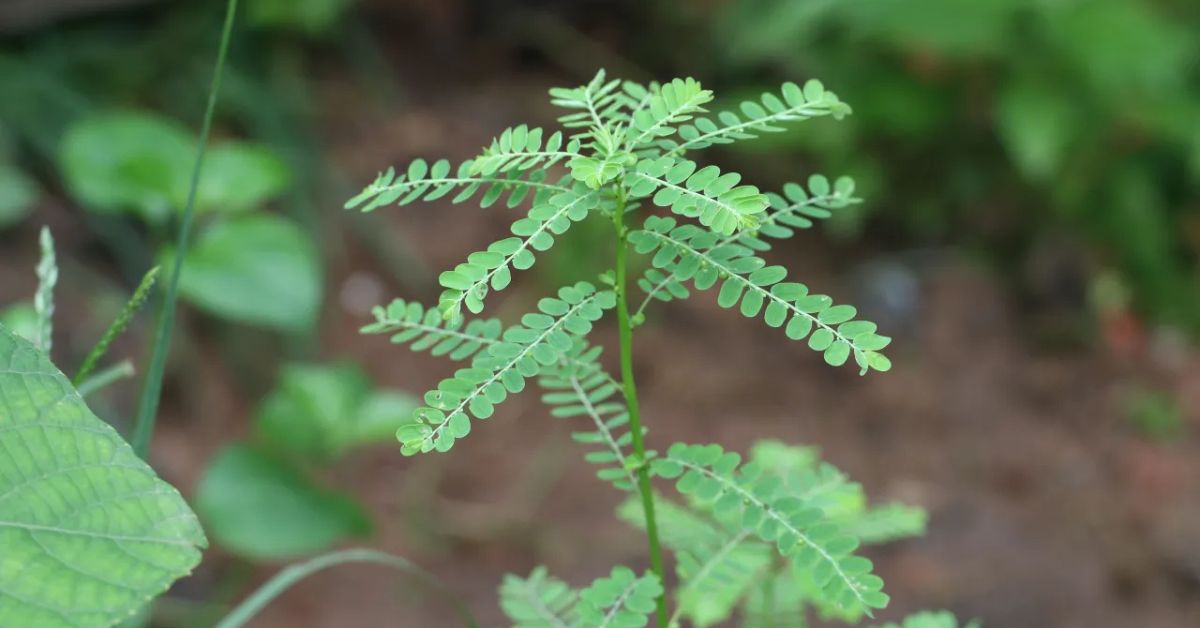 fitoterápico do SUS desenvolvido a partir da planta quebra-pedra, símbolo da biodiversidade brasileira e do conhecimento tradicional.