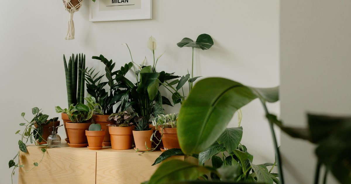 plantas que reduzem o estresse organizadas em ambiente interno com luz natural