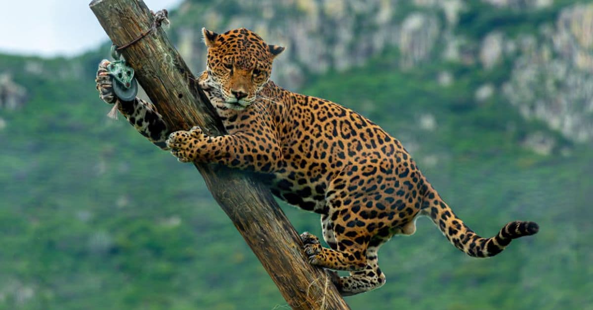 população de onças-pintadas no México