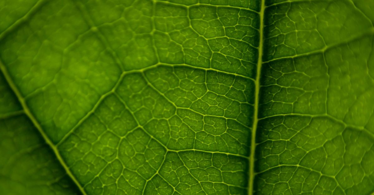 produção de medicamentos a partir de genes presentes em plantas