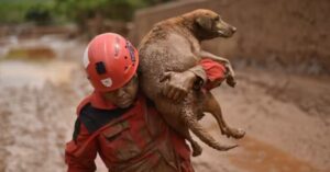 Proteção de animais em desastres vira política nacional permanente