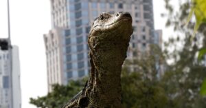 répteis em Bangkok ocupando parque urbano