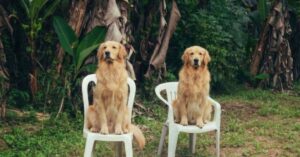 trend da cadeira do Bad Bunny com cadeiras plásticas e bananeiras