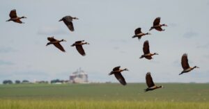COP 15: Espécies migratórias do Brasil ganham mais proteção com ações nacionais e globais