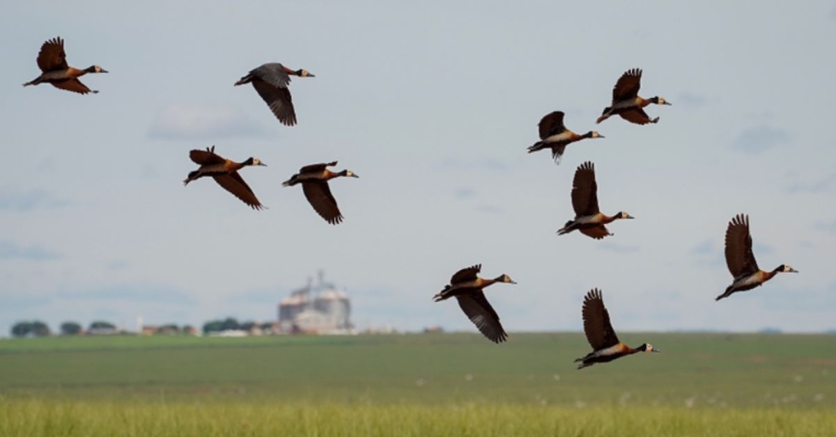espécies migratórias do Brasil aves em voo sobre área natural