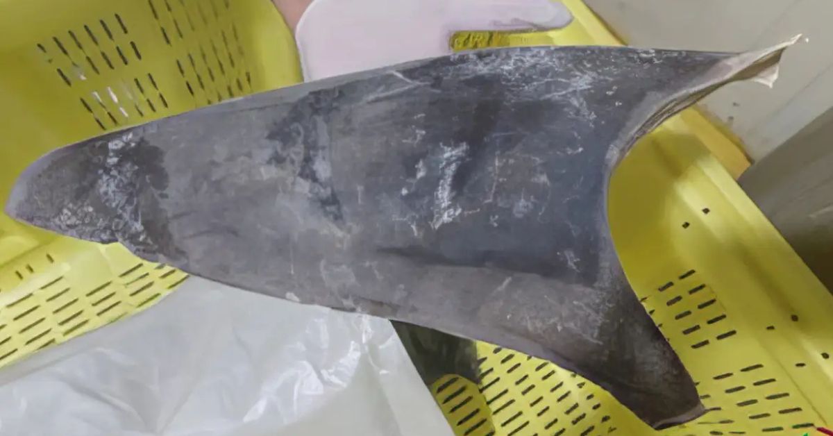 exportação de barbatana de tubarão proibida no Brasil mostra apreensão do produto