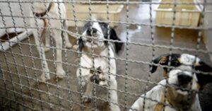 Proteção animal avança com decreto que amplia punições por maus-tratos a animais