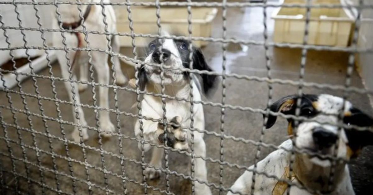cães em abrigo ilustram combate a maus-tratos a animais no Brasil