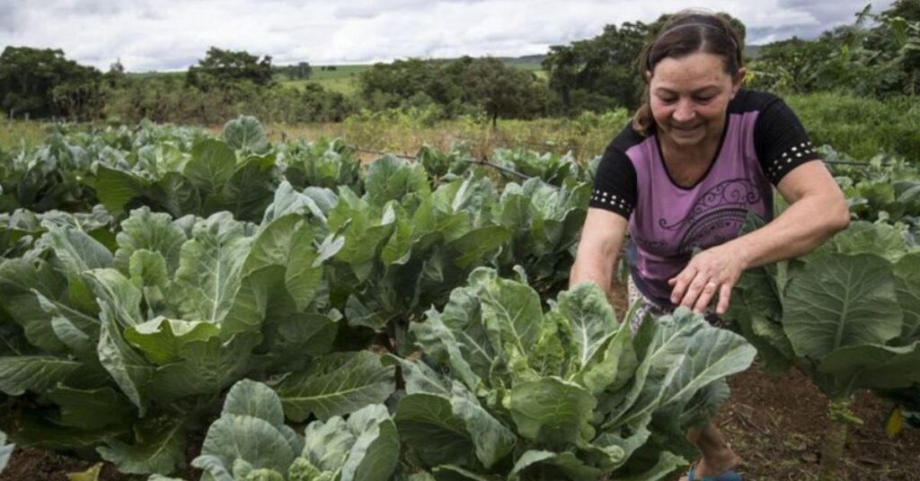 Mulheres na agricultura familiar cultivando hortaliças em quintal agroecológico