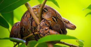 Descoberta em pítons impulsiona estudos de novo remédio contra obesidade mais eficiente
