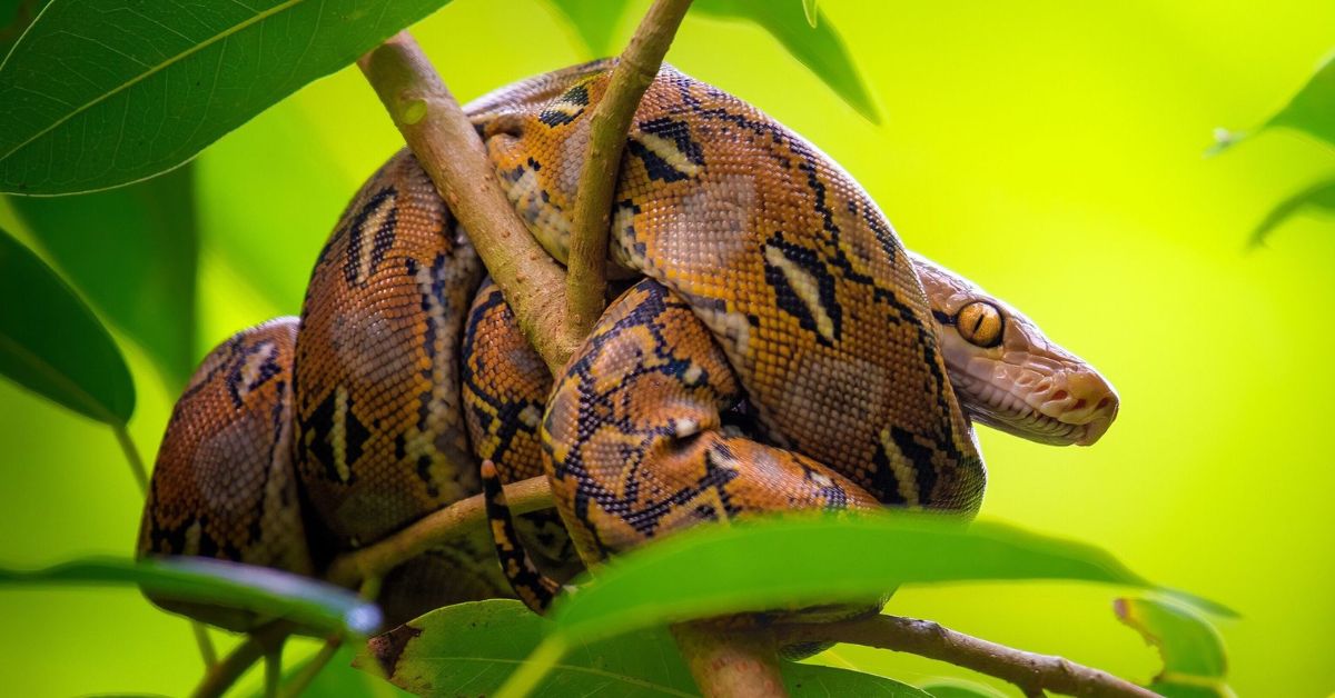 ovo remédio contra obesidade estudo com pítons molécula pTOS