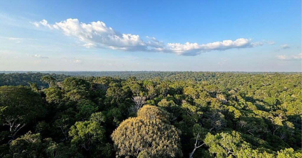 floresta brasileira relacionada às ações ambientais do Plano Clima Brasil