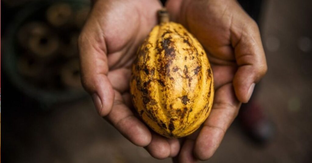 produção nacional de cacau com fruto colhido por produtor rural no Brasil