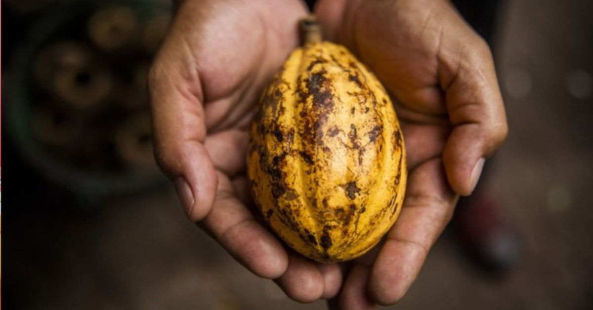 produção nacional de cacau com fruto colhido por produtor rural no Brasil