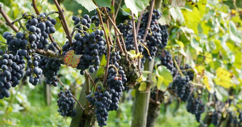 tarifa zero para uva amplia produção e oferta no mercado brasileiro