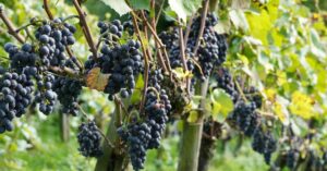 Tarifa zero para uva amplia oferta e pode baratear frutas no Brasil