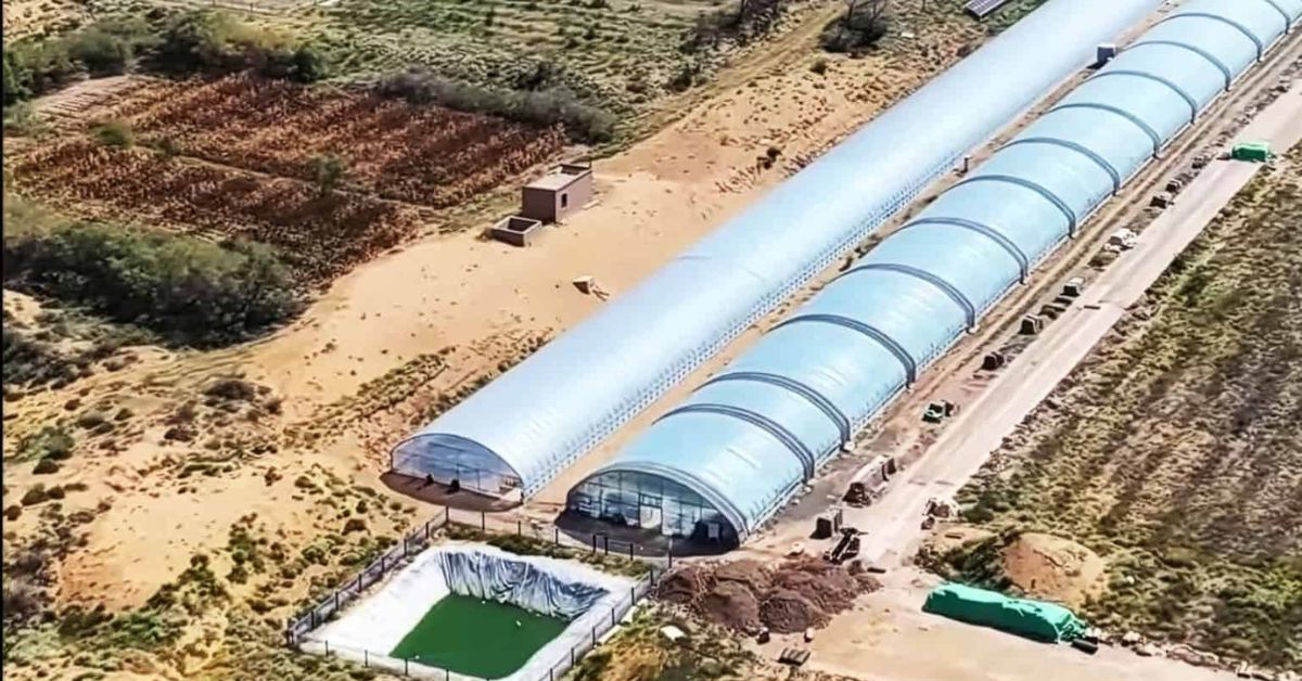 Área no deserto da China onde areia é transformada em solo fértil com uso de microrganismos